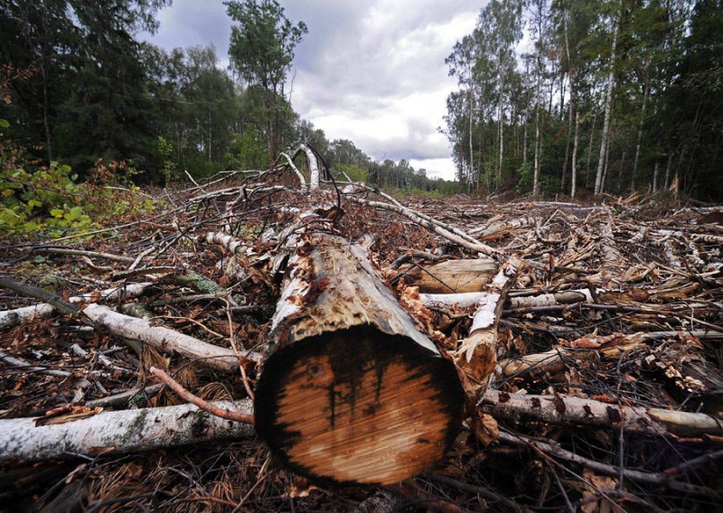 Оренбургский предприниматель незаконно вырубил 33 га лесного массива